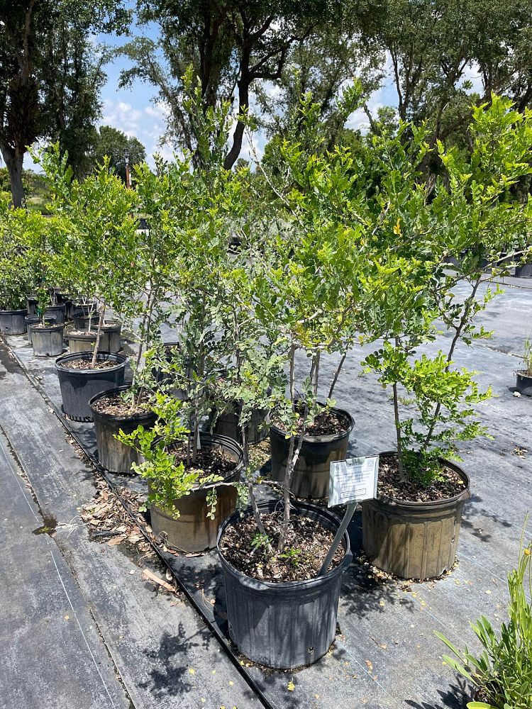 zanthoxylum-fagara-wild-lime