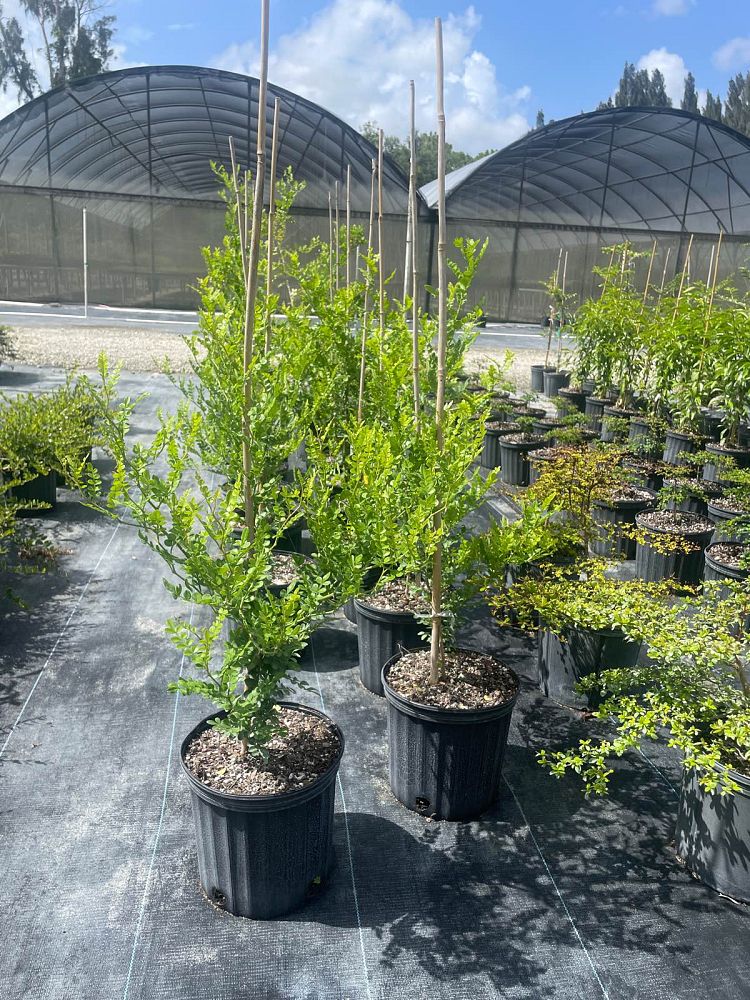 zanthoxylum-fagara-wild-lime