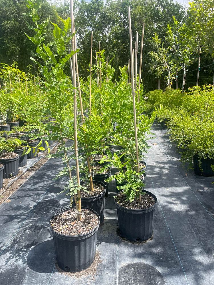 zanthoxylum-fagara-wild-lime