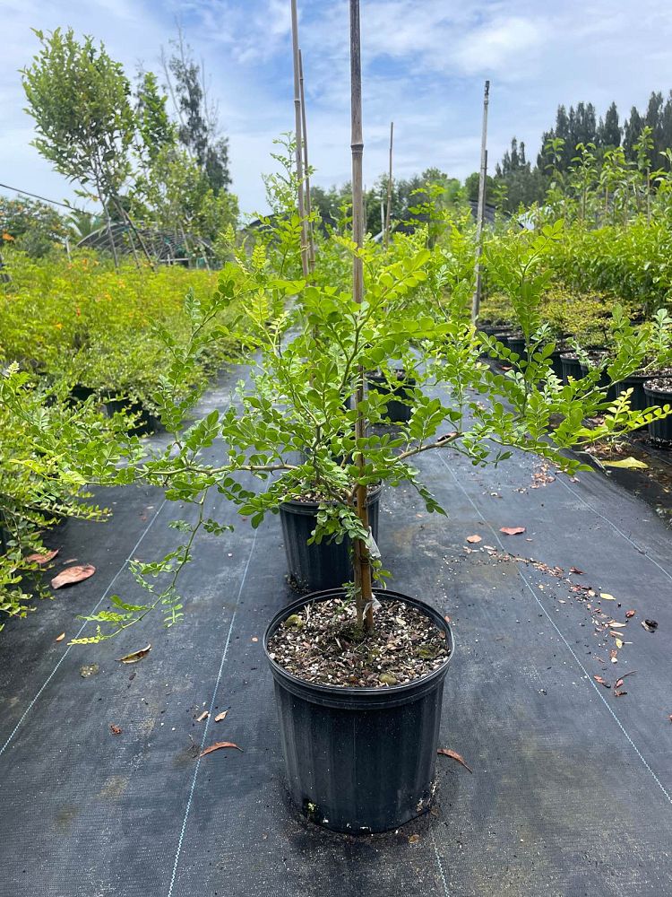 zanthoxylum-fagara-wild-lime