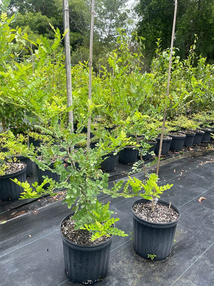 zanthoxylum-fagara-wild-lime