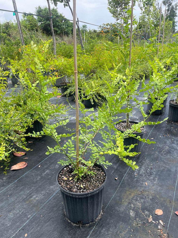 zanthoxylum-fagara-wild-lime