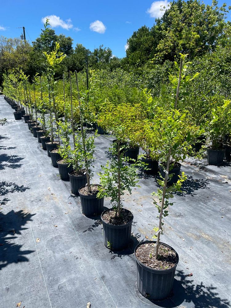 zanthoxylum-fagara-wild-lime