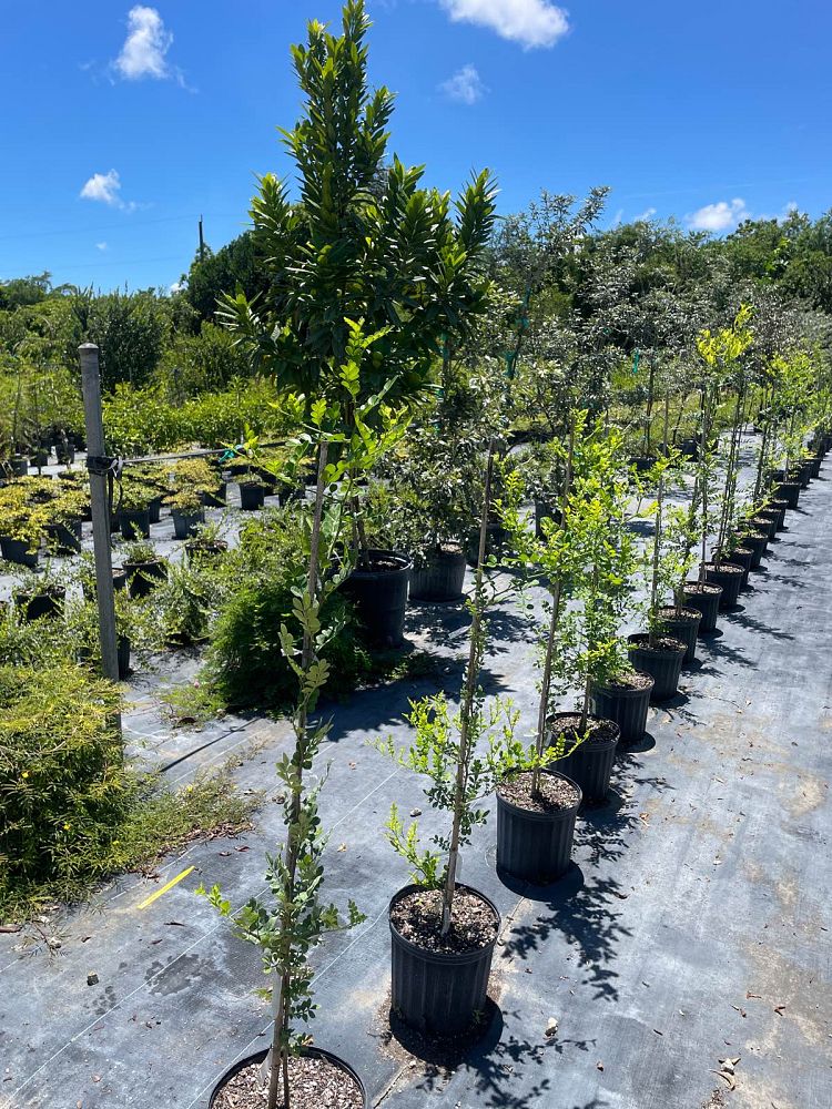 zanthoxylum-fagara-wild-lime