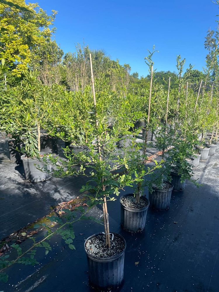 zanthoxylum-fagara-wild-lime