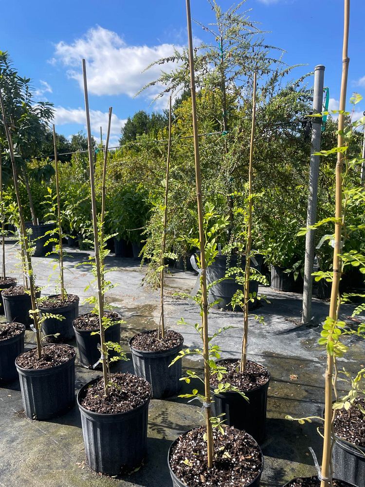 zanthoxylum-fagara-wild-lime