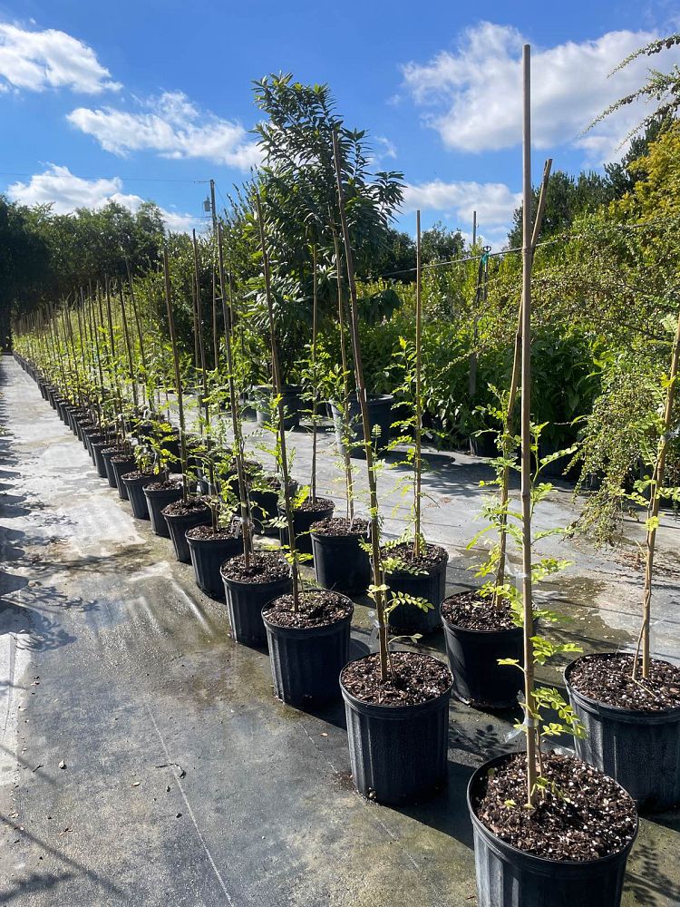 zanthoxylum-fagara-wild-lime