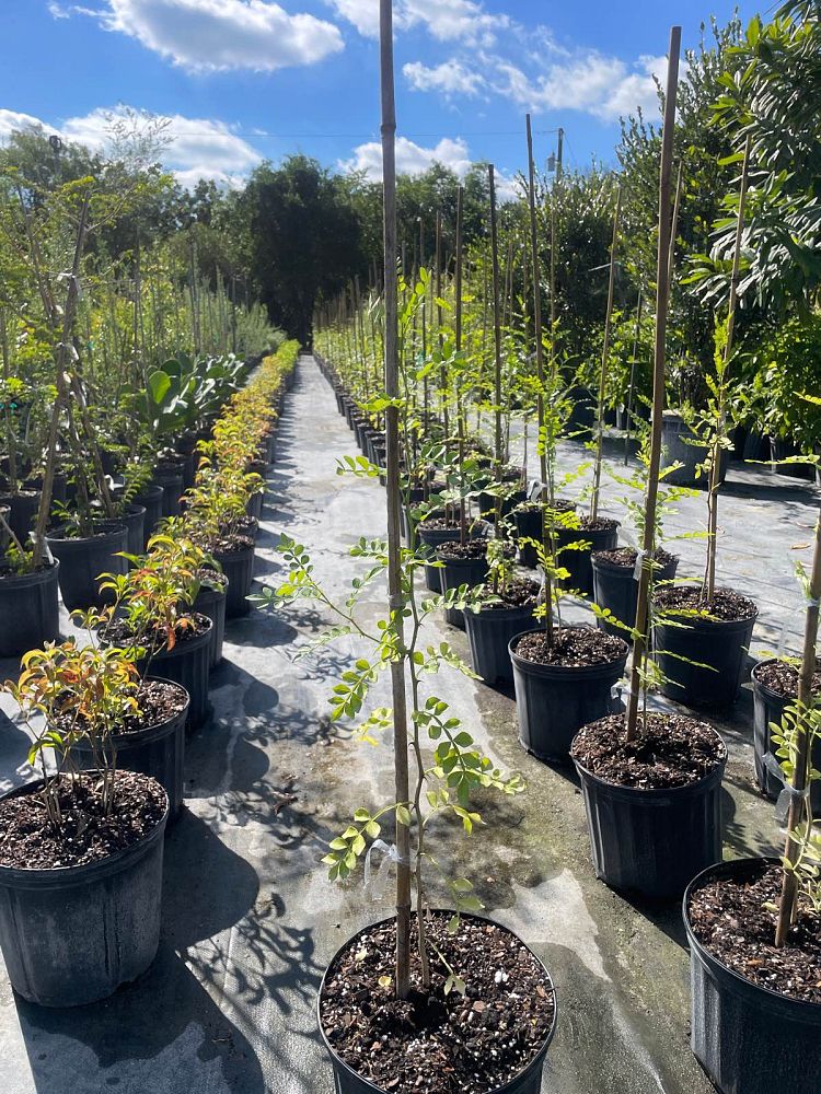 zanthoxylum-fagara-wild-lime