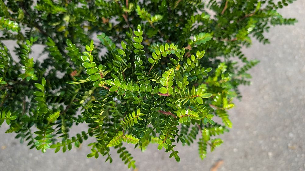 zanthoxylum-pricklyash