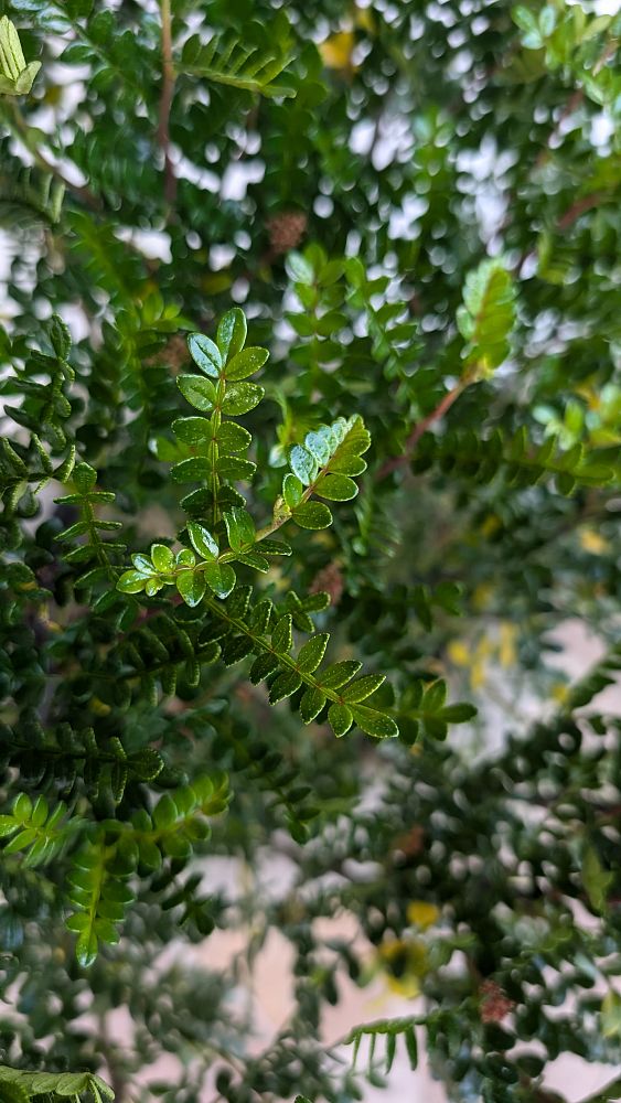 zanthoxylum-pricklyash