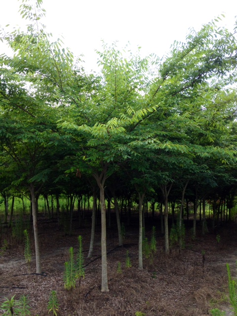 zelkova-serrata-green-vase-japanese-zelkova