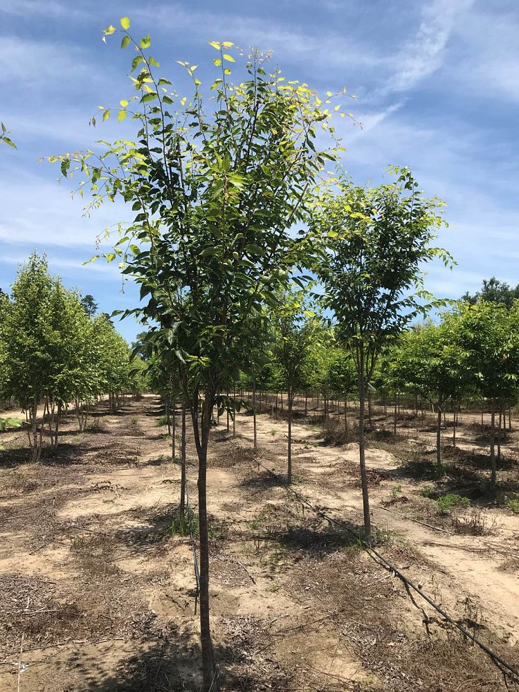 zelkova-serrata-green-vase-japanese-zelkova