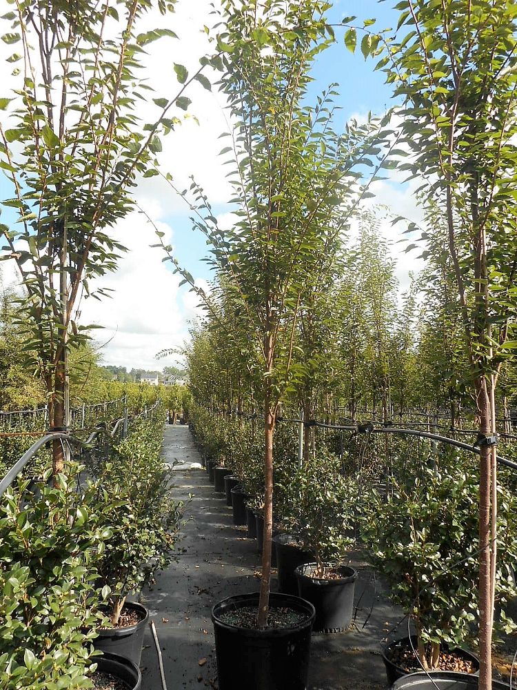 zelkova-serrata-green-vase-japanese-zelkova