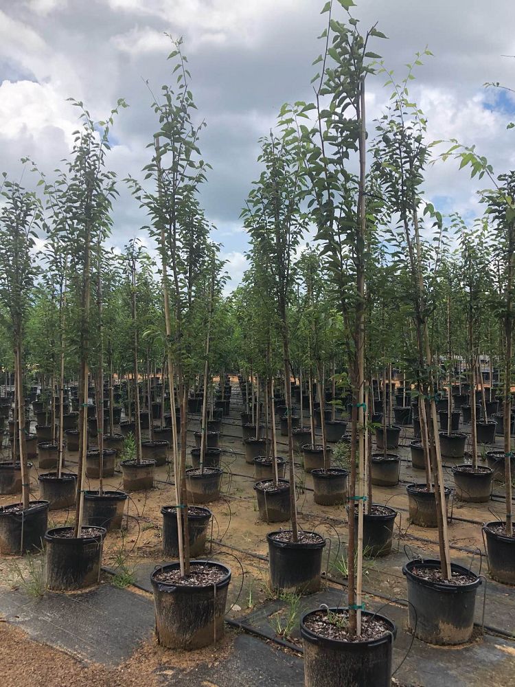 zelkova-serrata-green-vase-japanese-zelkova