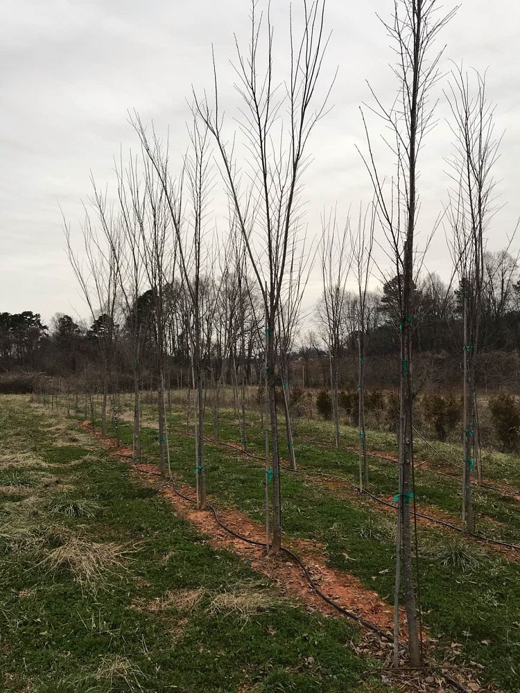 zelkova-serrata-green-vase-japanese-zelkova