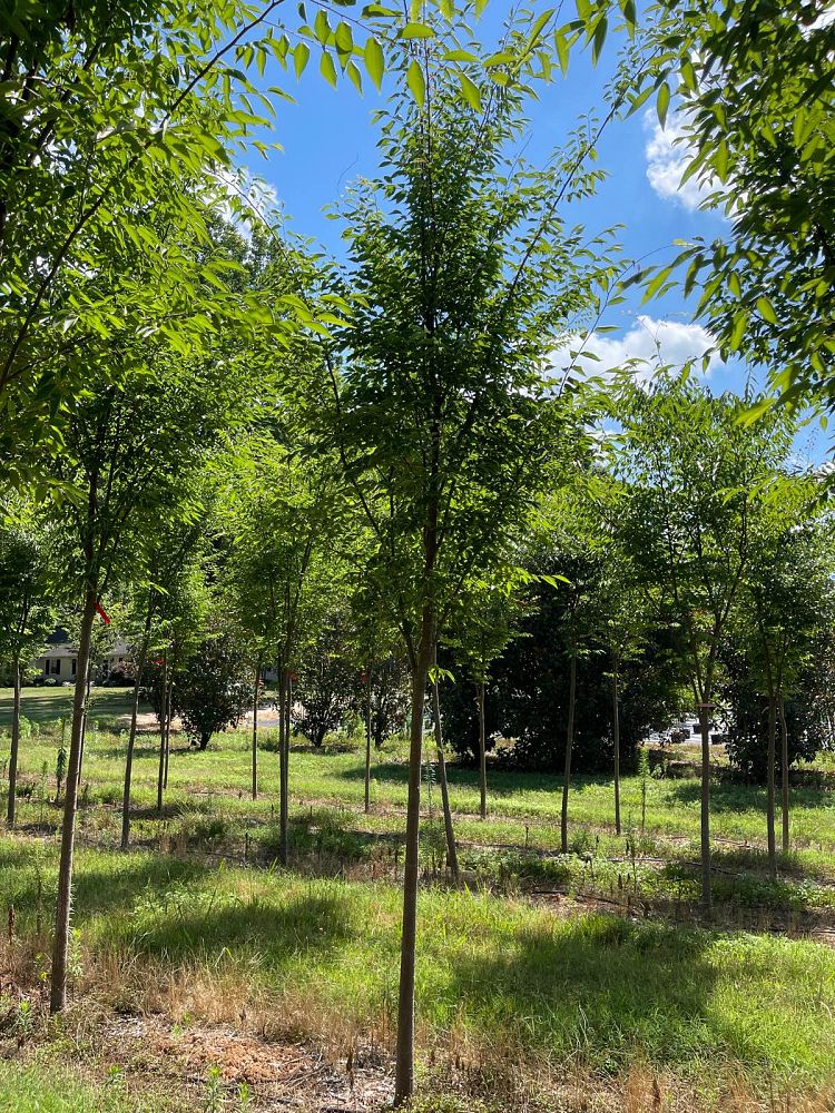 zelkova-serrata-green-vase-japanese-zelkova