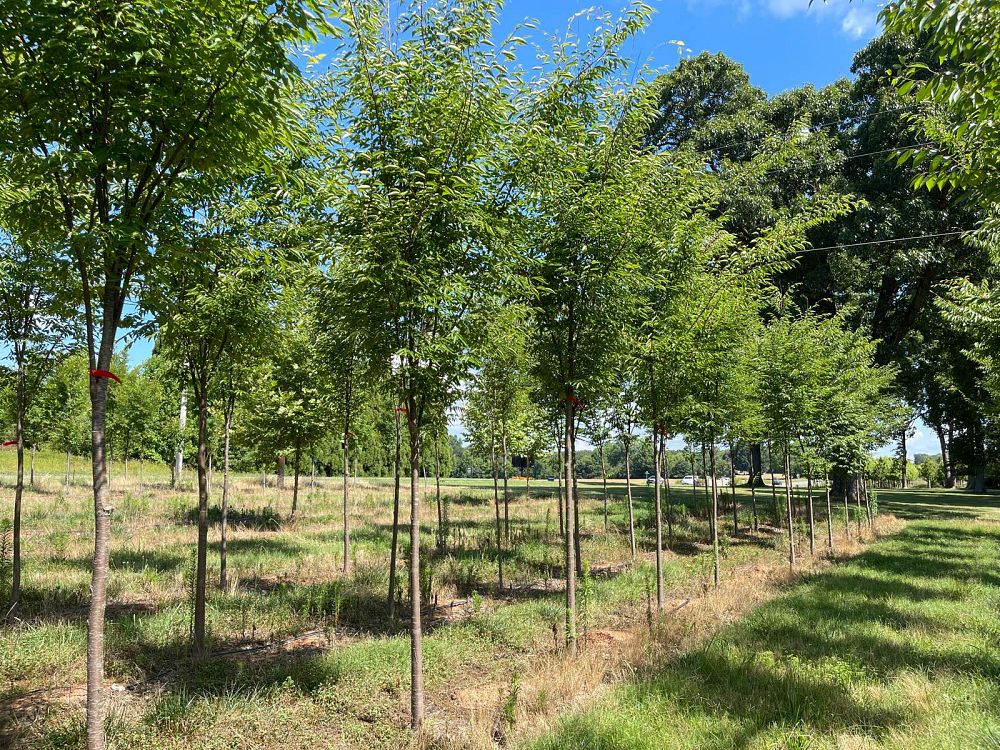 zelkova-serrata-green-vase-japanese-zelkova