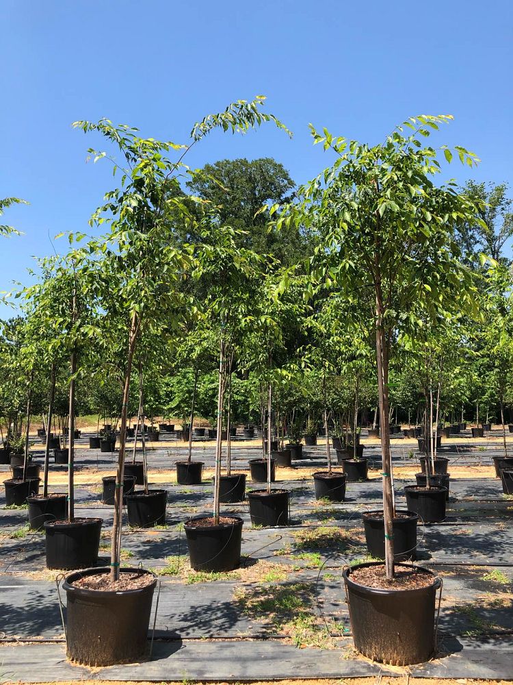 zelkova-serrata-green-vase-japanese-zelkova