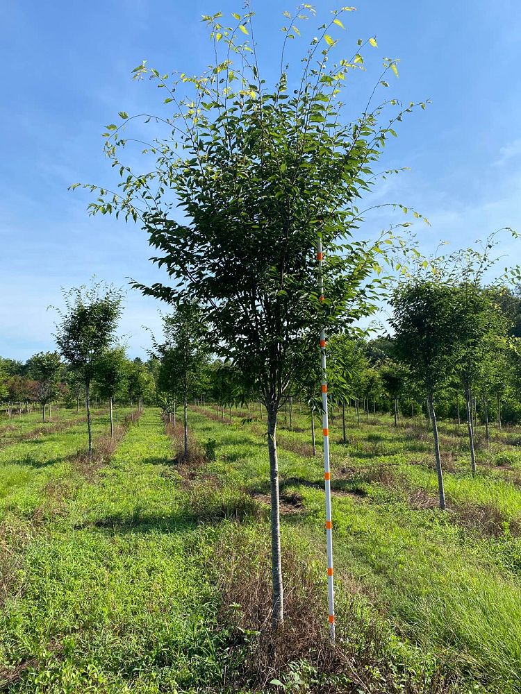 zelkova-serrata-green-vase-japanese-zelkova