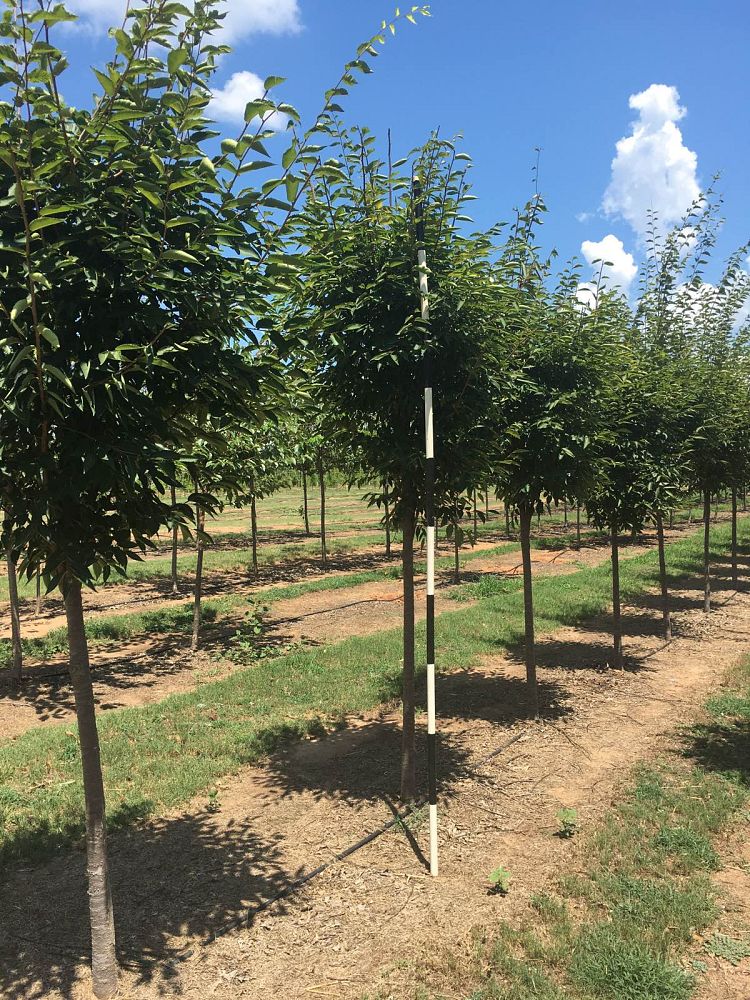 zelkova-serrata-green-vase-japanese-zelkova