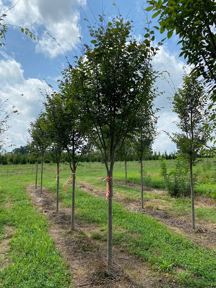 zelkova-serrata-green-vase-japanese-zelkova