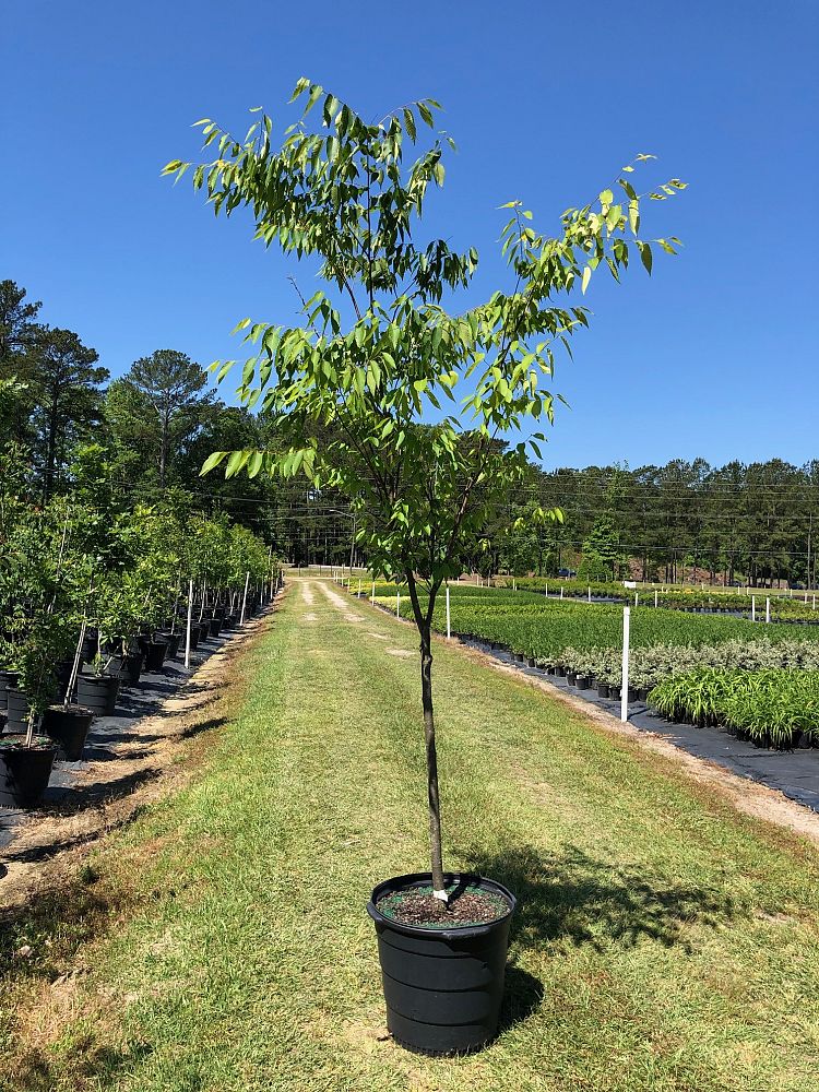 zelkova-serrata-green-vase-japanese-zelkova
