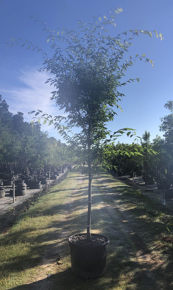 zelkova-serrata-green-vase-japanese-zelkova