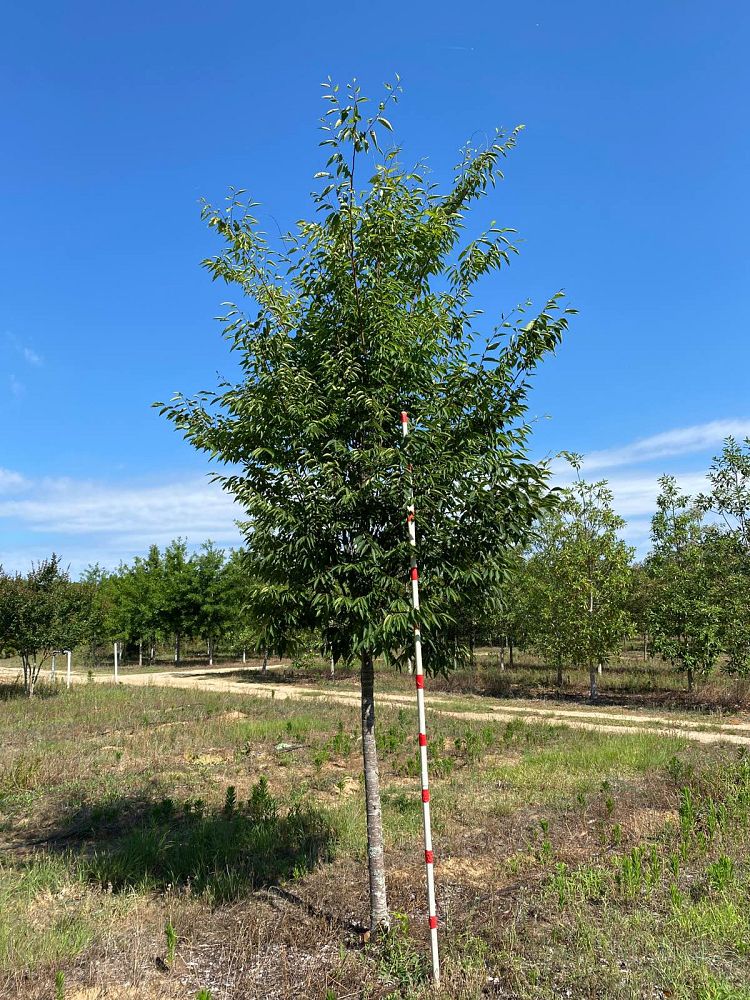 zelkova-serrata-green-vase-japanese-zelkova