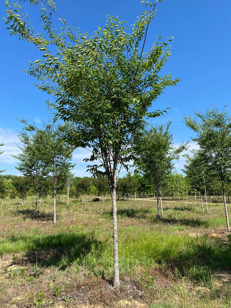 zelkova-serrata-green-vase-japanese-zelkova