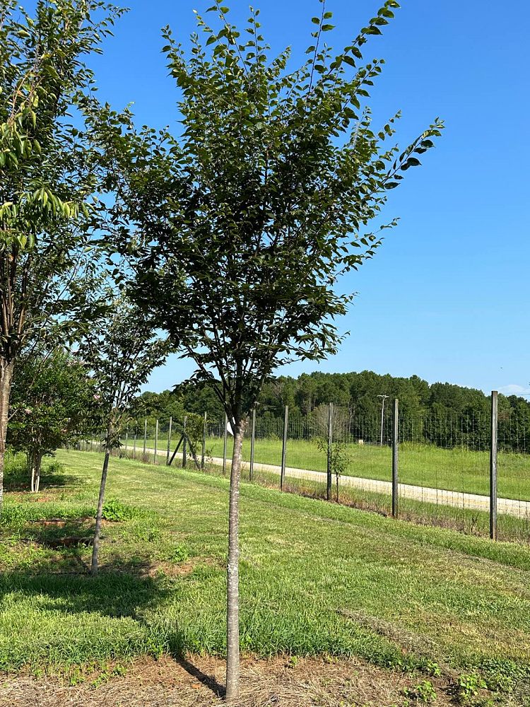 zelkova-serrata-green-vase-japanese-zelkova