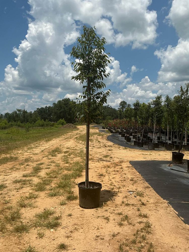 zelkova-serrata-green-vase-japanese-zelkova