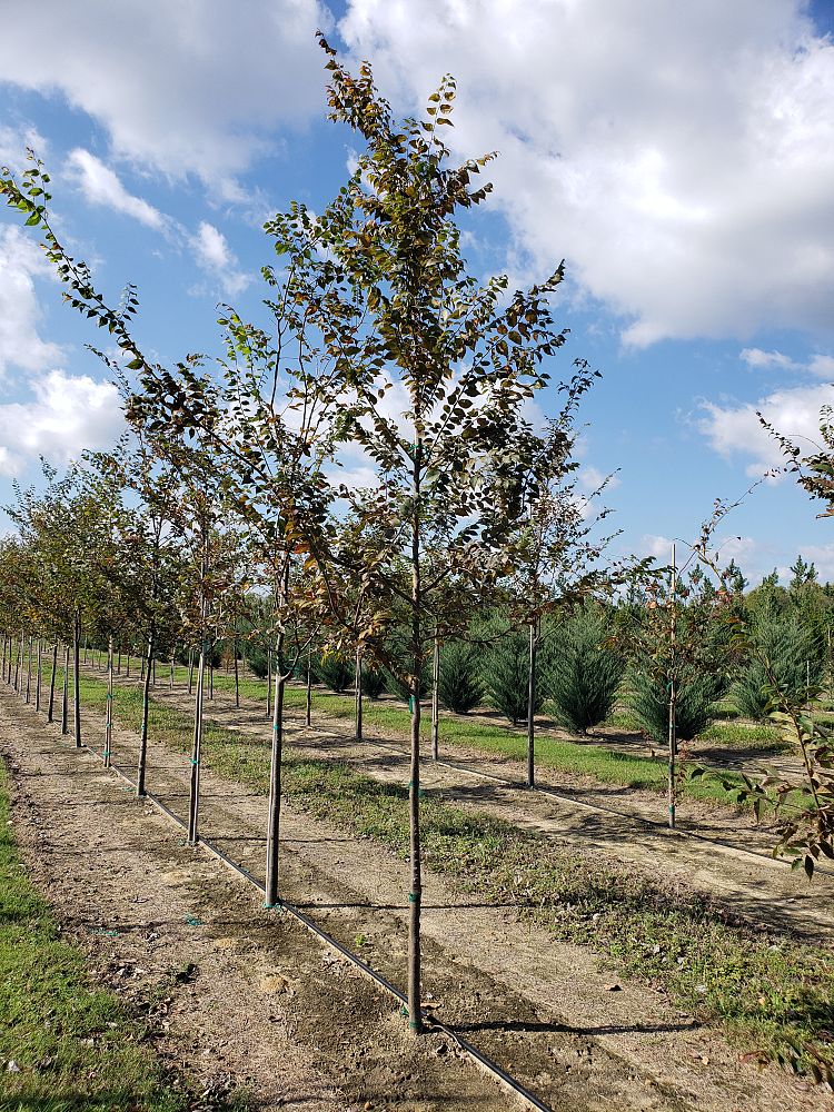 zelkova-serrata-japanese-zelkova