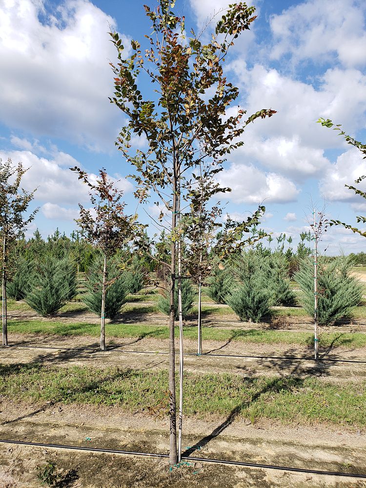 zelkova-serrata-japanese-zelkova