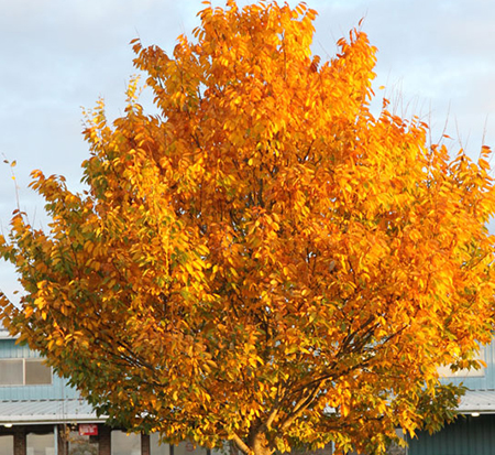 zelkova-serrata-jfs-kw1-city-sprite-reg-zelkova