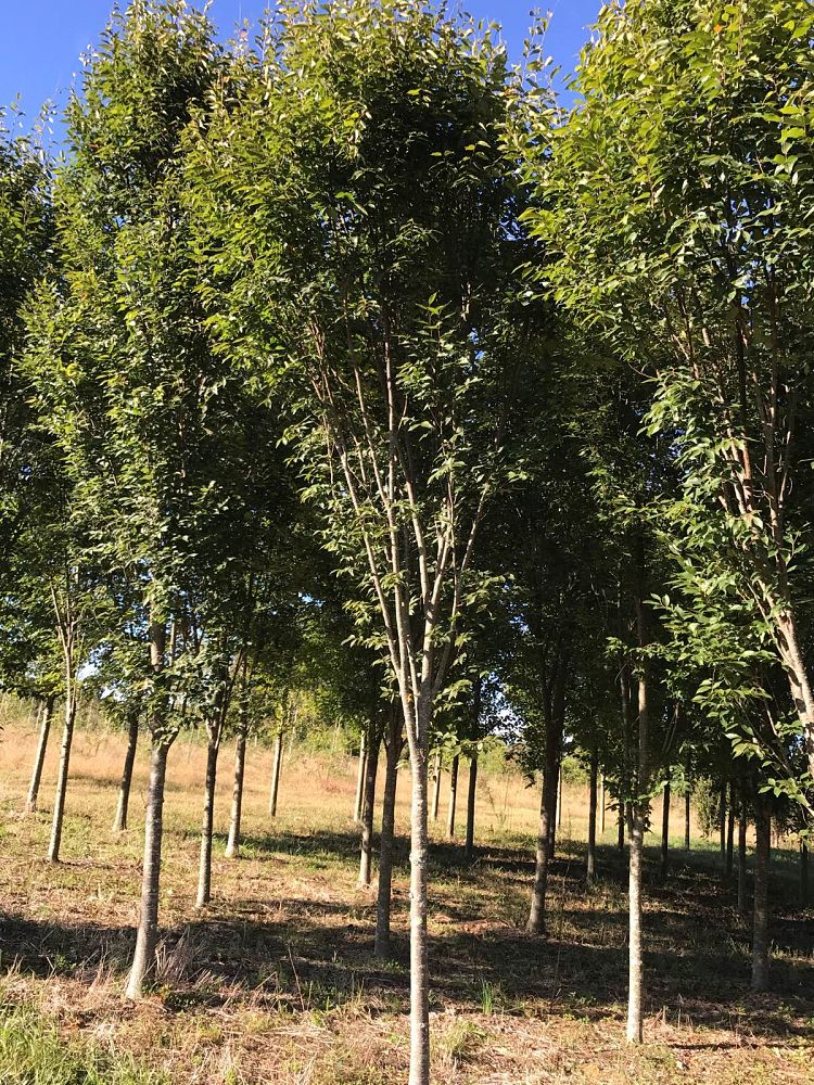 zelkova-serrata-musashino-japanese-zelkova