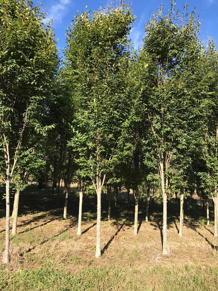 zelkova-serrata-musashino-japanese-zelkova
