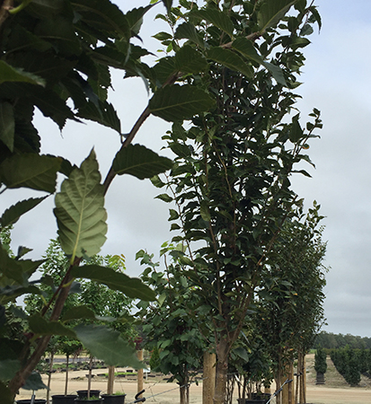 zelkova-serrata-musashino-japanese-zelkova