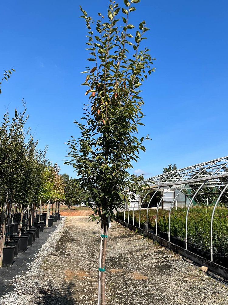 zelkova-serrata-musashino-japanese-zelkova