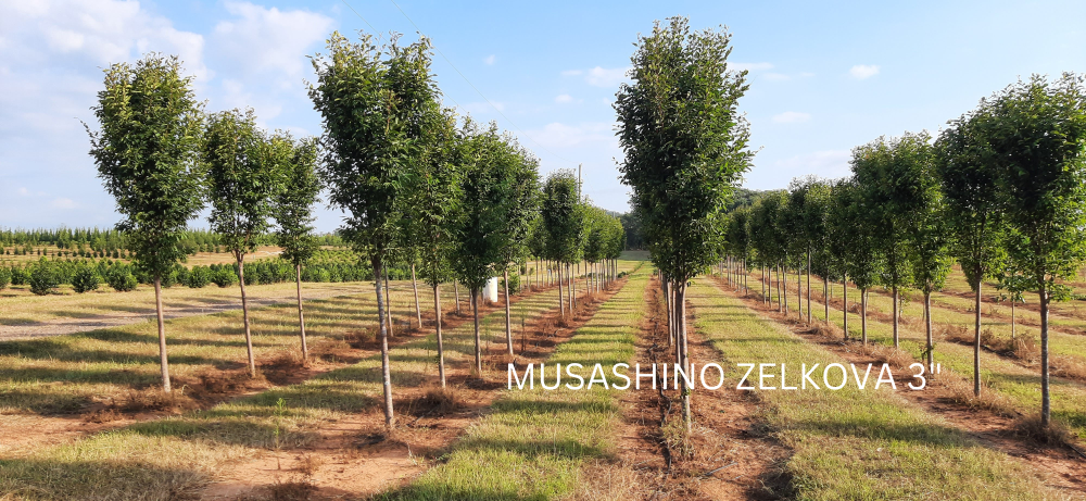 zelkova-serrata-musashino-japanese-zelkova