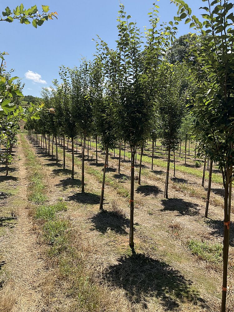 zelkova-serrata-musashino-japanese-zelkova