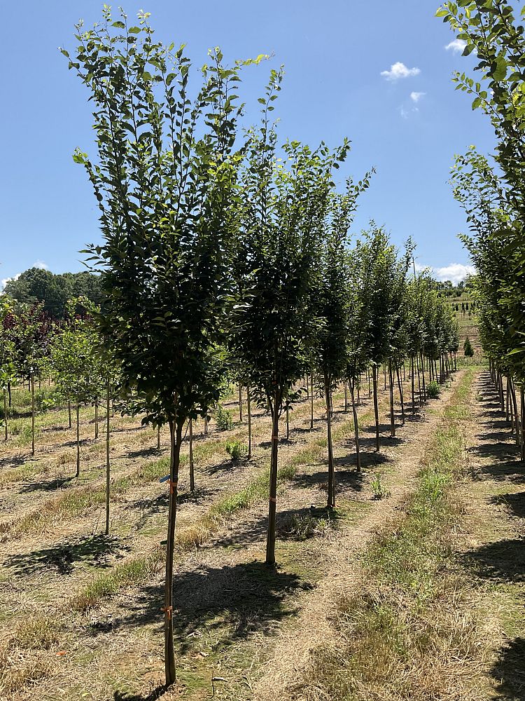zelkova-serrata-musashino-japanese-zelkova