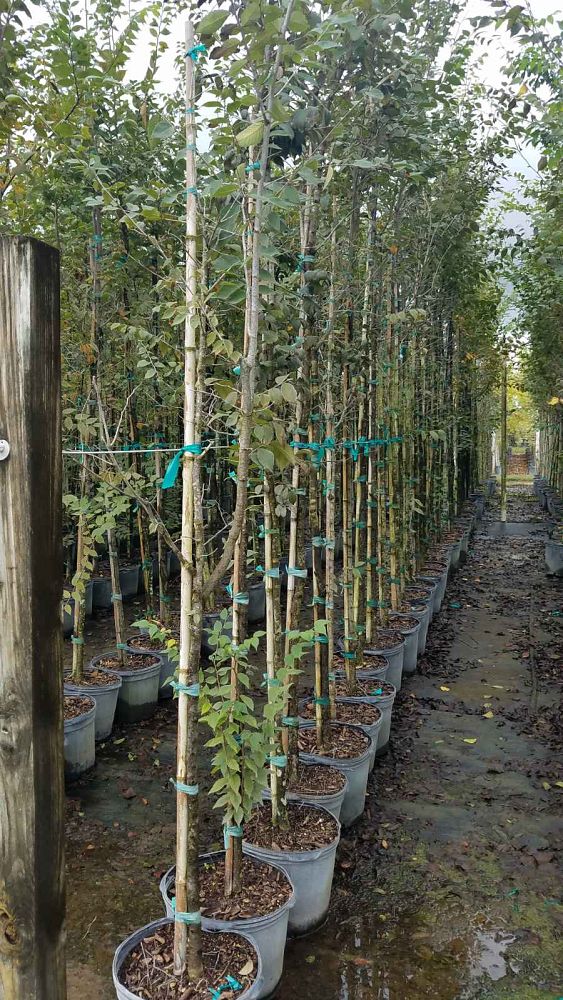 zelkova-sinica-chinese-zelkova
