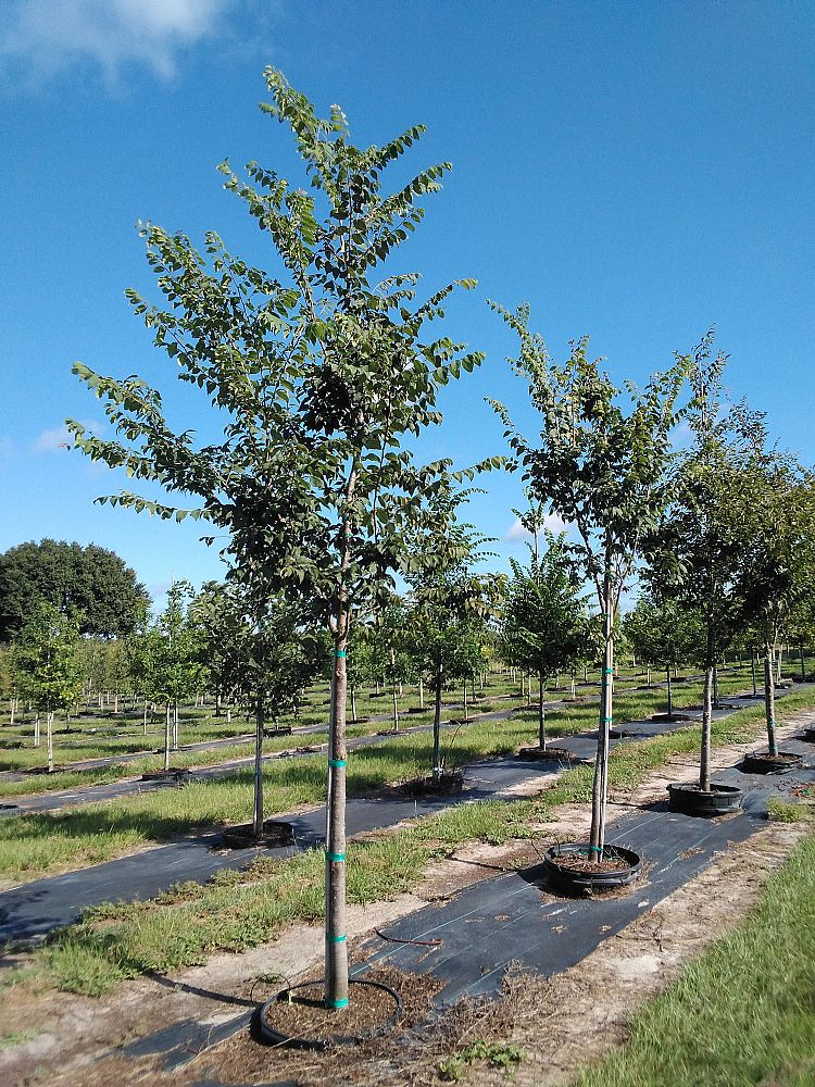 zelkova