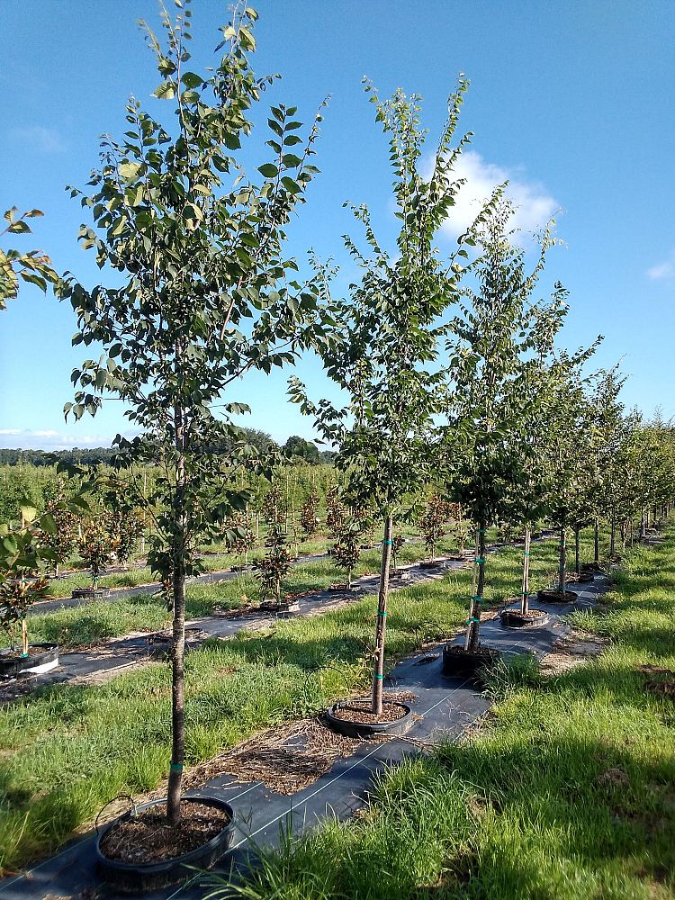 zelkova