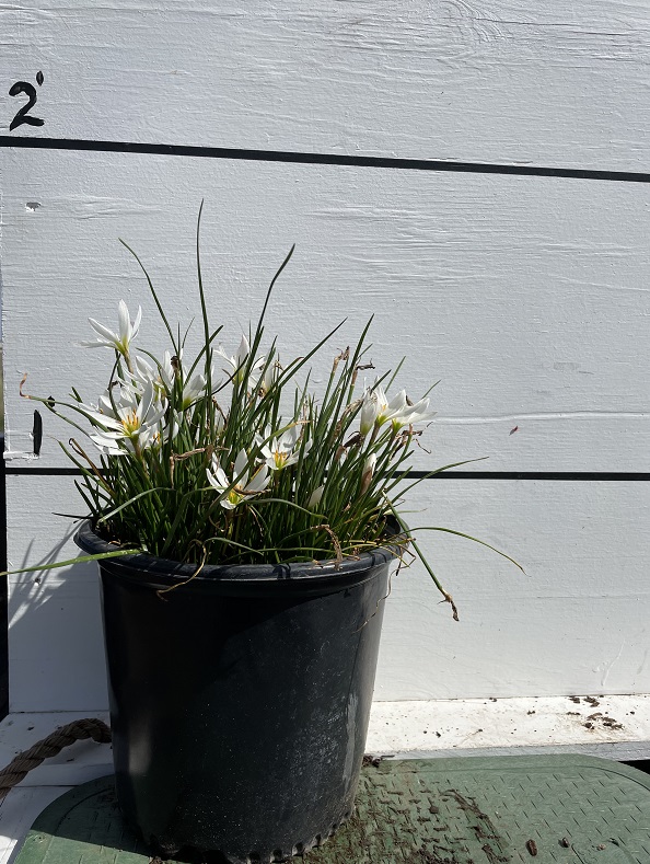 zephyranthes-candida-fairy-lily