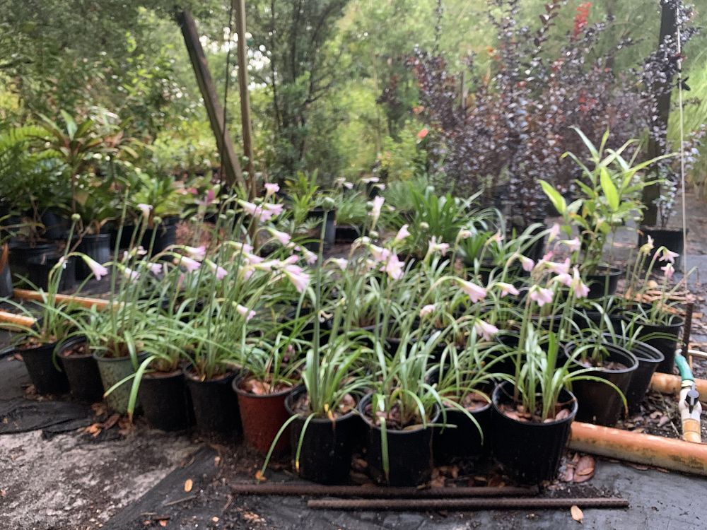 zephyranthes-pink-panther-fairy-lily-zephyr-lily-rain-lily