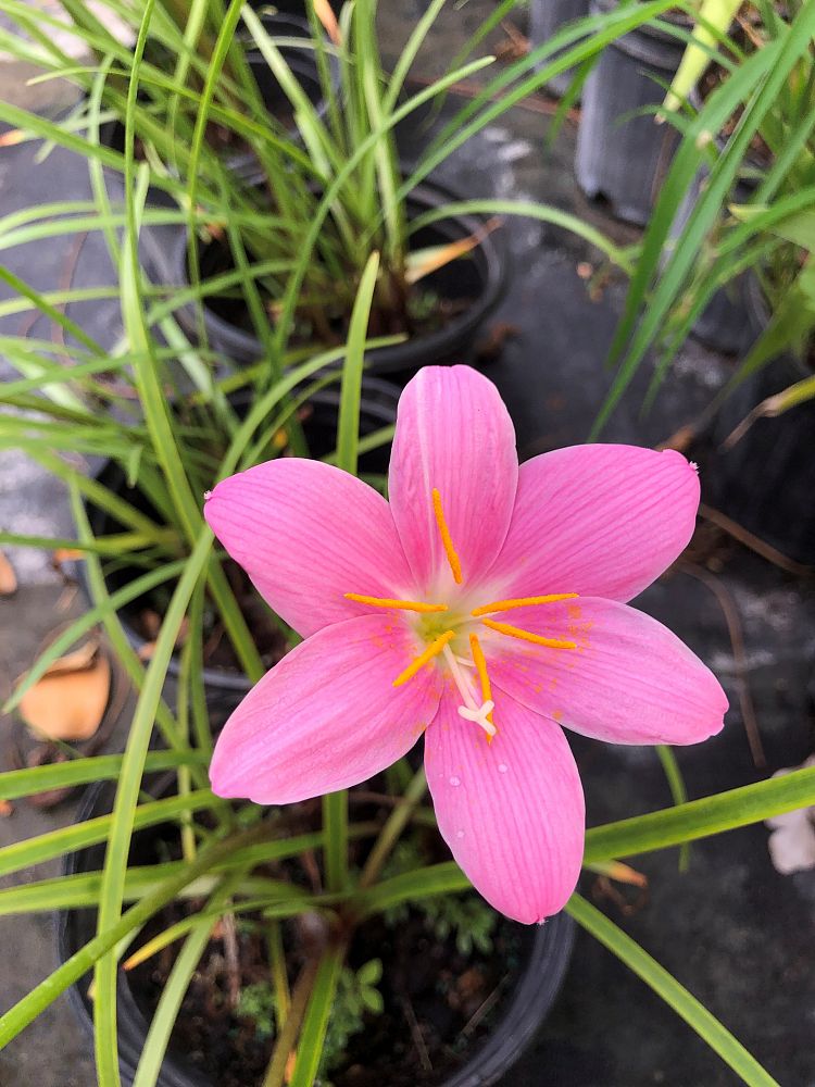 zephyranthes-rosea-rain-lily