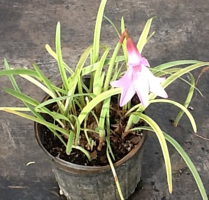 zephyranthes-sp-rain-lily