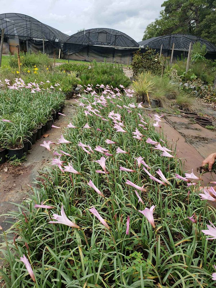 zephyranthes-sp-rain-lily