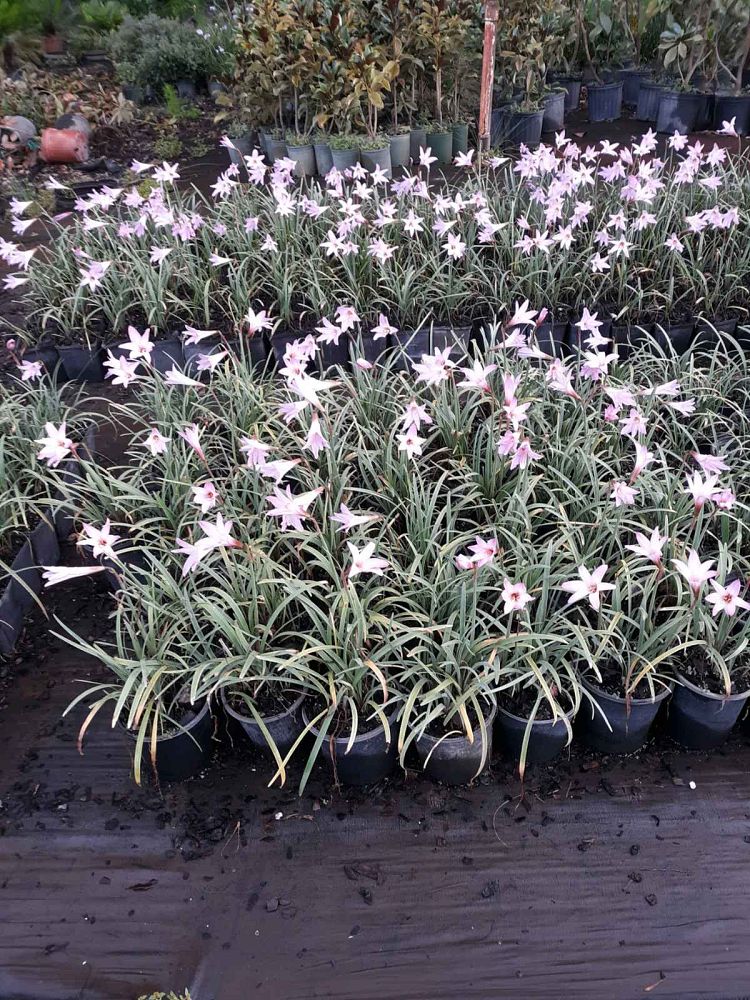 zephyranthes-sp-rain-lily